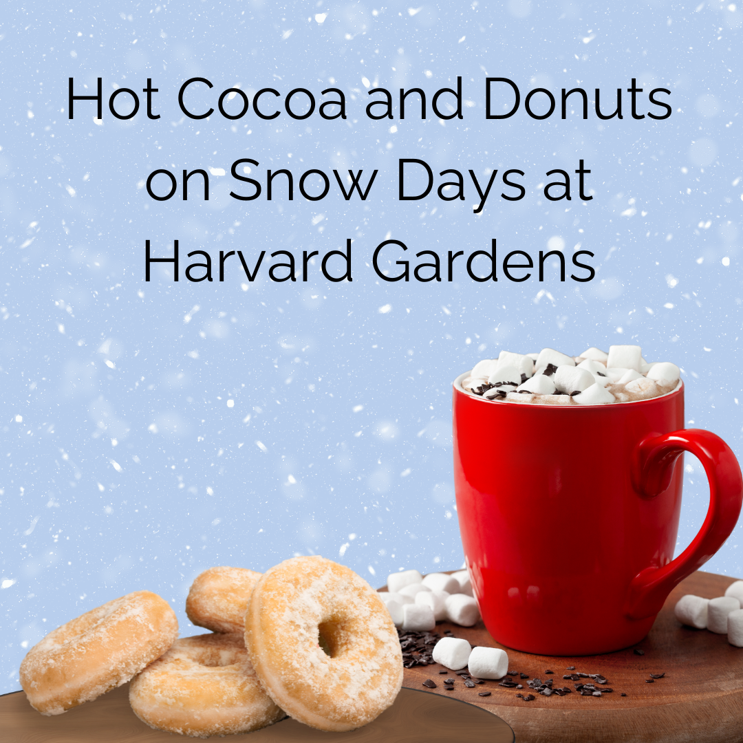 A Sweet Surprise on Snowy Days at Harvard Gardens!